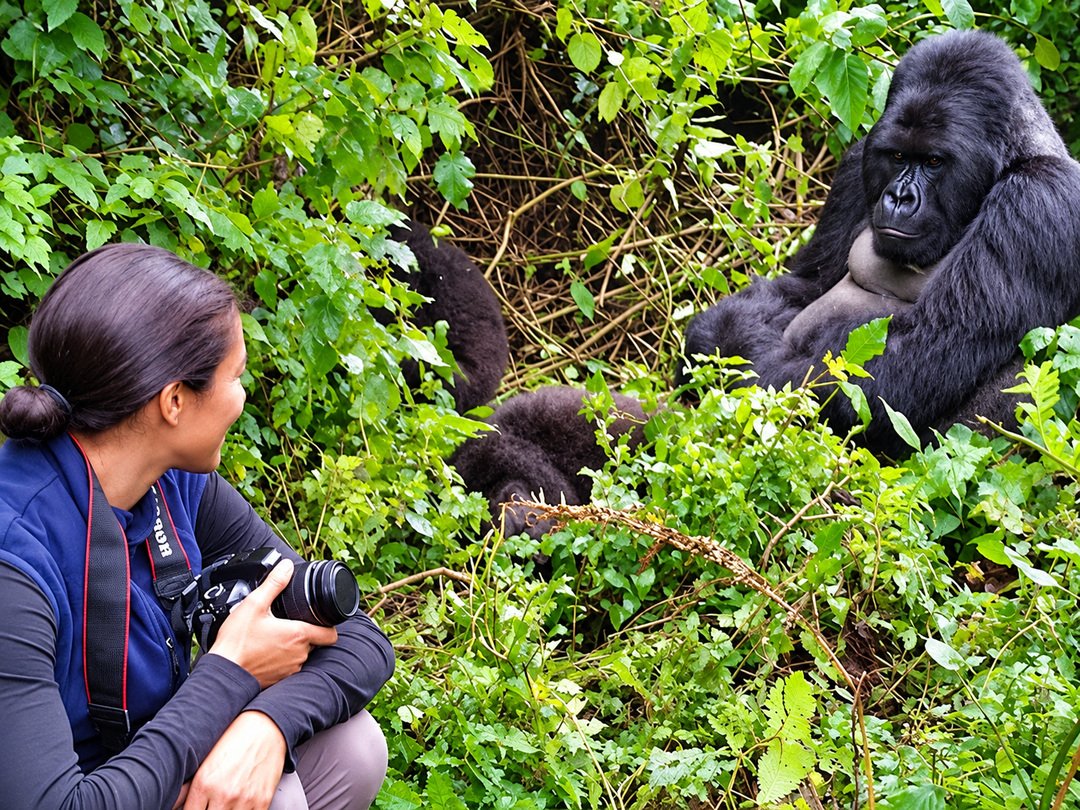 Tourist photographing a mountain gorilla during a gorilla habituation experience in Bwindi Impenetrable National Park, Uganda.
