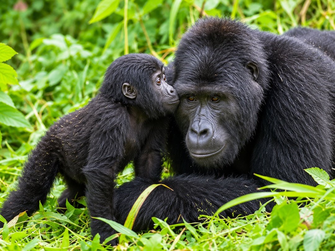 Mountain gorillas in the Buhoma Sector of Bwindi Impenetrable National Park, Uganda