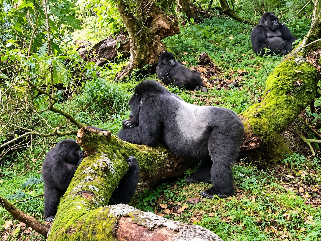 Mountain gorillas in Rushaga, one of the major attractions in Bwindi Impenetrable National Park