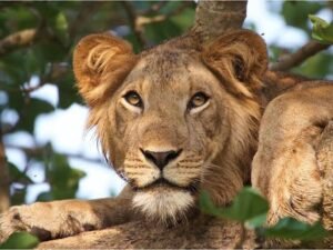 Lion resting on a tree branch during a wildlife safari in Queen Elizabeth National Park Uganda