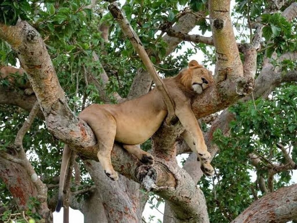 A tree-climbing lion resting in the Ishasha Sector of Queen Elizabeth National Park