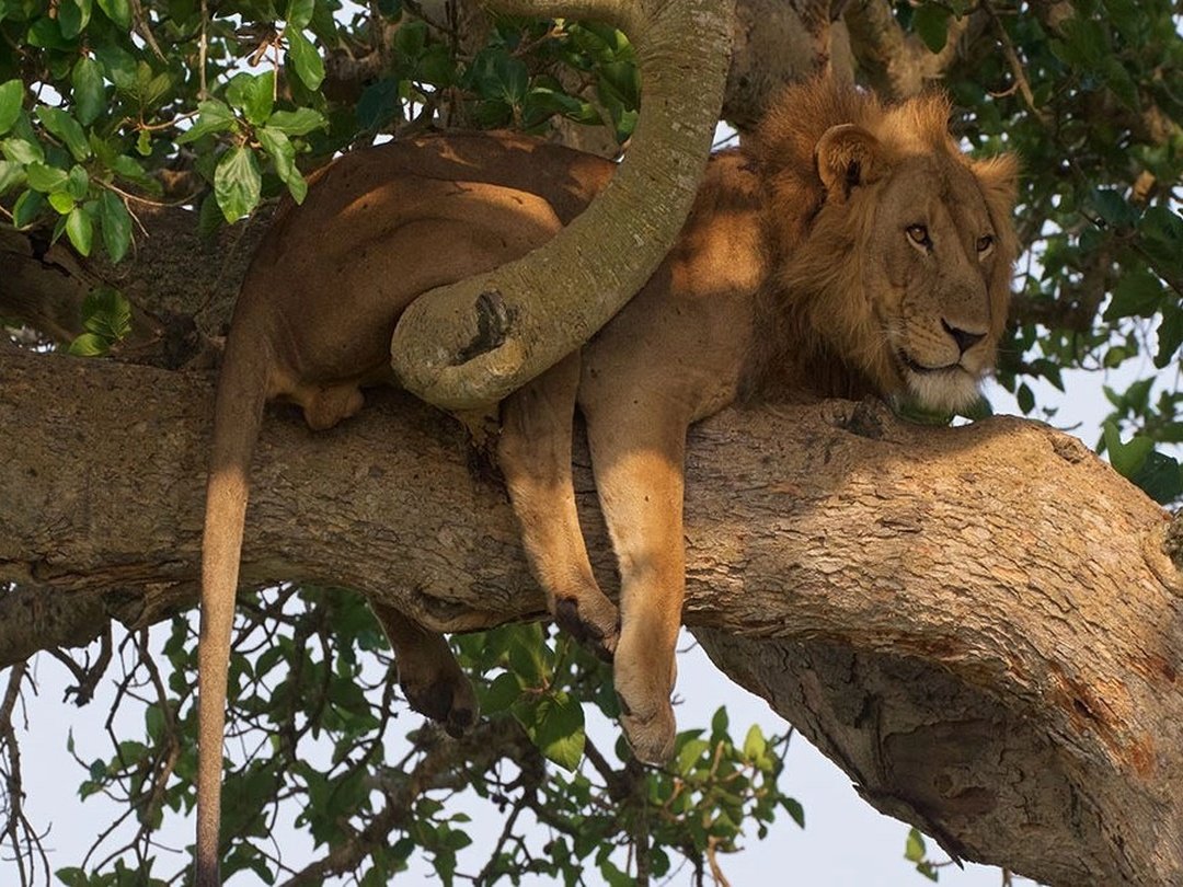A tree-climbing lion spotted in the Ishasha Sector of Queen Elizabeth National Park