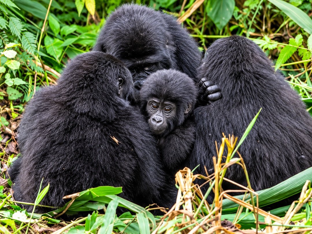 Kahungye Gorilla Family in Rushaga, Bwindi Impenetrable National Park