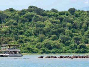 Kazinga Channel boat safari passing buffaloes in Queen Elizabeth National Park, Uganda