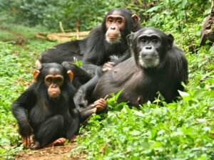 Chimpanzee family resting together in Kibale National Forest