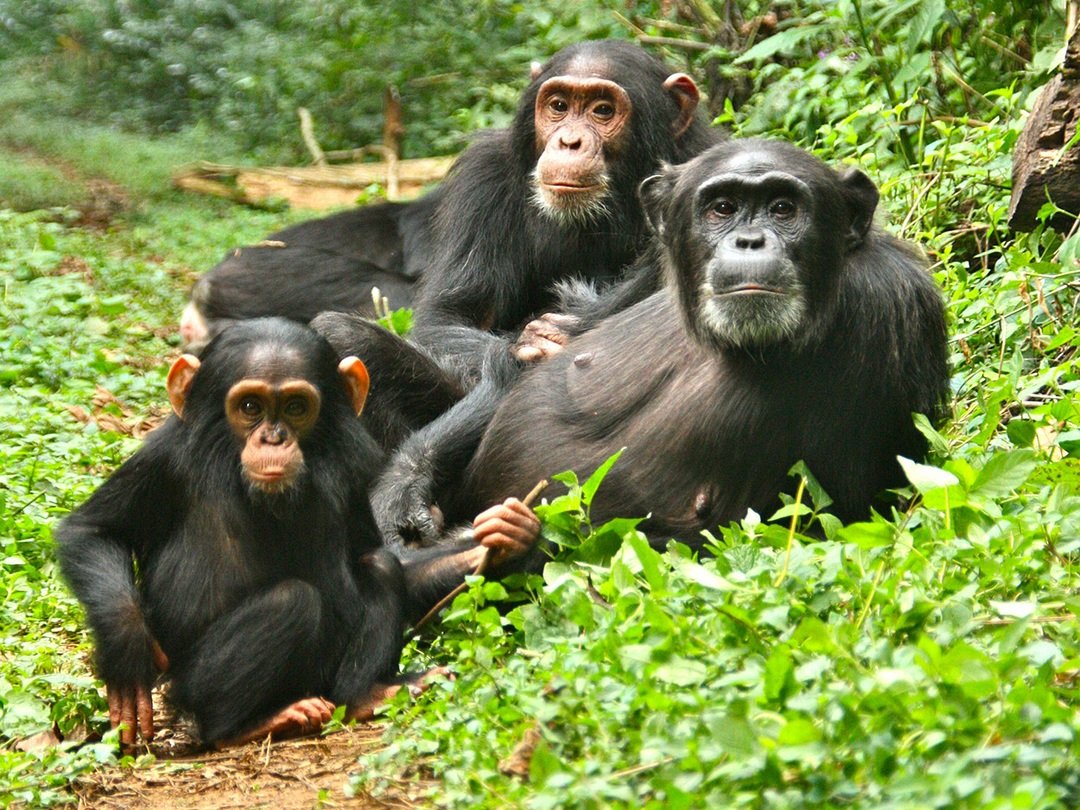 Chimpanzees in Kibale National Park, Uganda