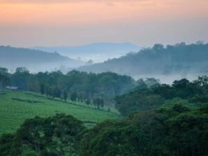 Misty green forest and tea plantation landscape near Kibale National Park, Uganda