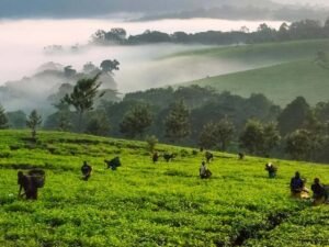 Tea plantation workers harvesting tea on green hills near Kibale National Park, Uganda