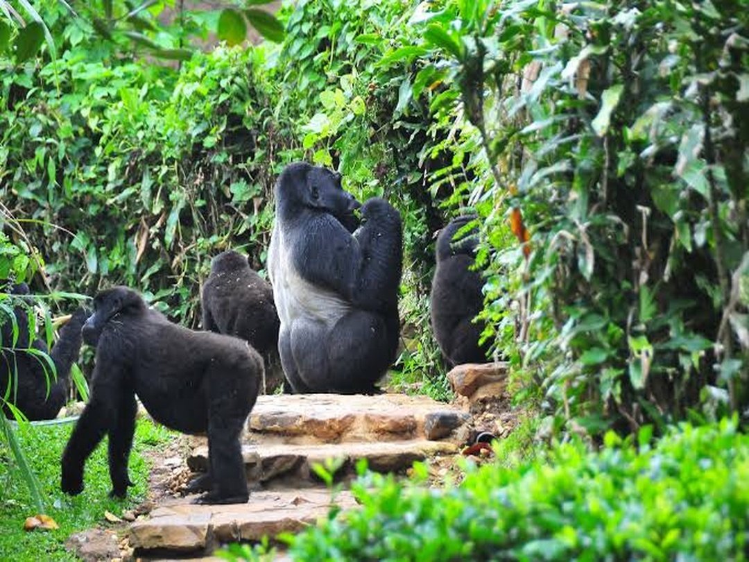 Kutu Gorilla Family in Rushaga, Bwindi Impenetrable National Park