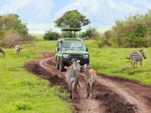 Safari vehicle driving among zebras during a wildlife game drive in Uganda