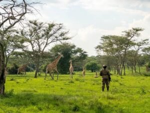 Guided walking safari near giraffes in green savannah during a Uganda wildlife safari