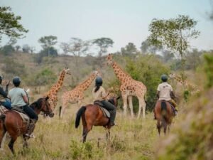 Horseback safari with giraffes in Lake Mburo National Park, Uganda