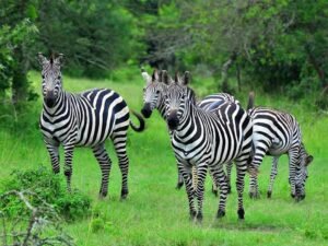 Zebras grazing in green vegetation during a Lake Mburo National Park safari in Uganda
