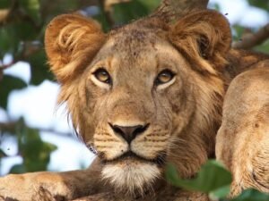 Tree climbing lion resting in a tree in the Ishasha sector of Queen Elizabeth National Park, Uganda