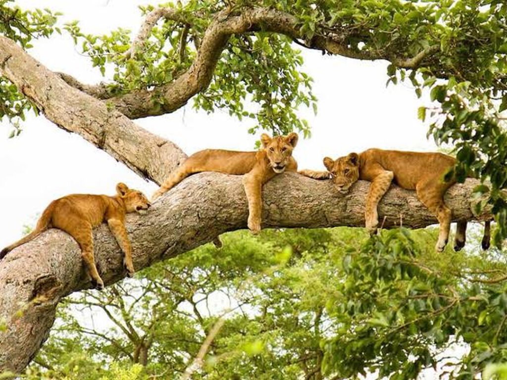 Tree-climbing lions in the Ishasha Sector during a group joining safari in Uganda