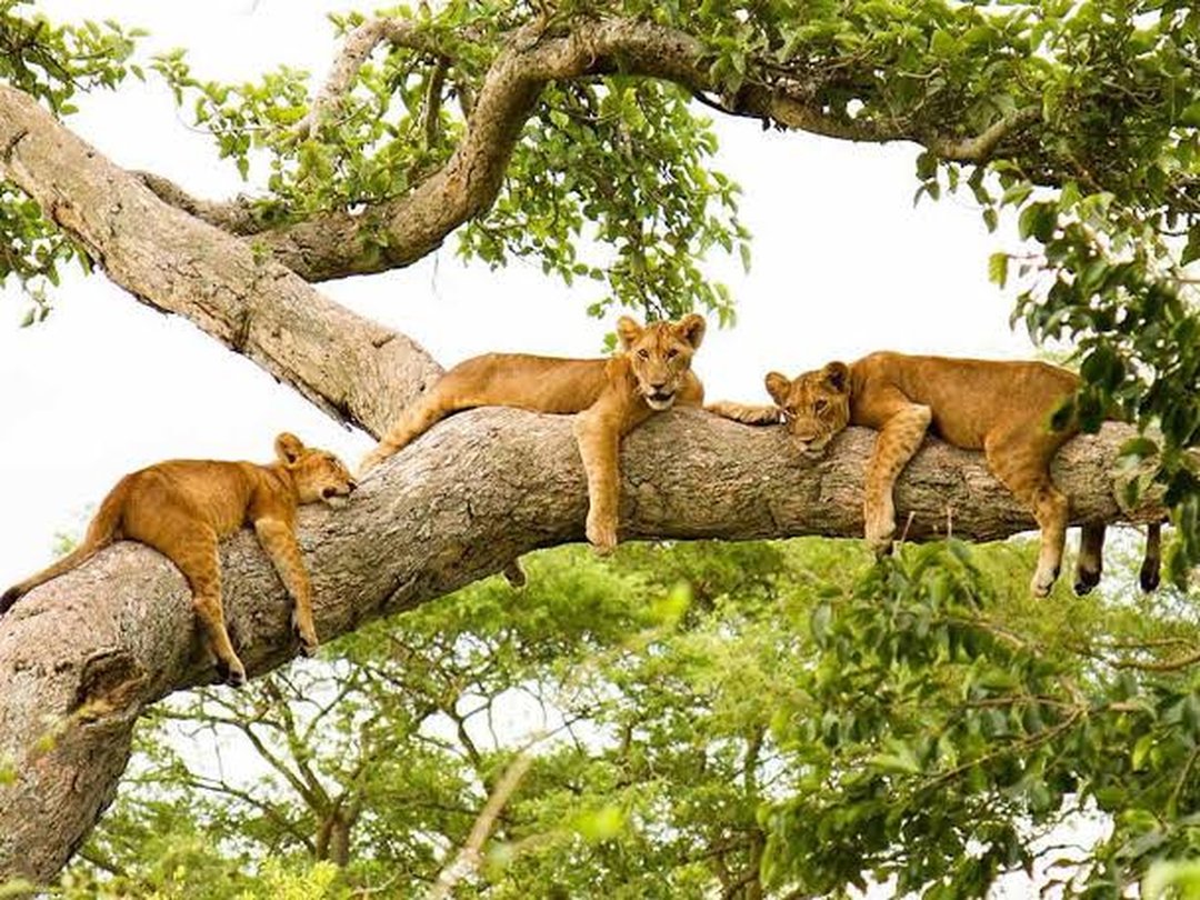 Tree-climbing lions resting in a tree during a wildlife safari in Uganda