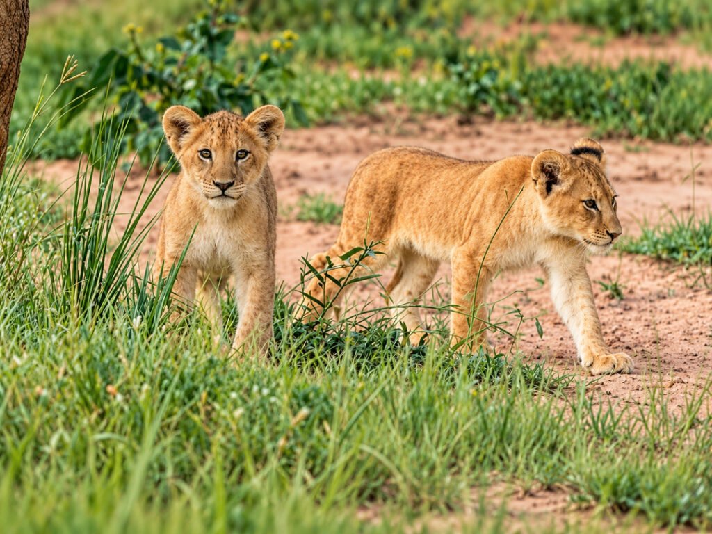 Lions in Murchison Falls National Park during a Uganda safari