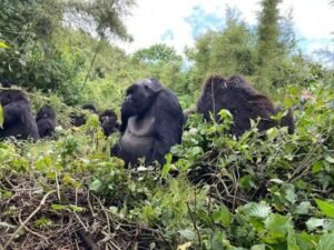 Mountain gorilla family resting together in a lush forest habitat during a gorilla trekking safari in Uganda.