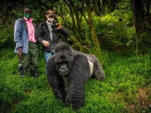 Mountain gorilla with tourists during a guided gorilla trekking safari in Uganda.