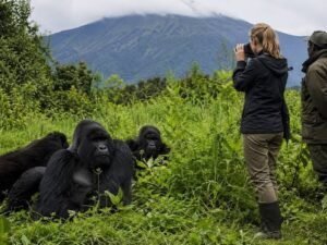 Tourist photographing mountain gorillas in a green forest clearing during a guided gorilla trekking safari in Uganda.