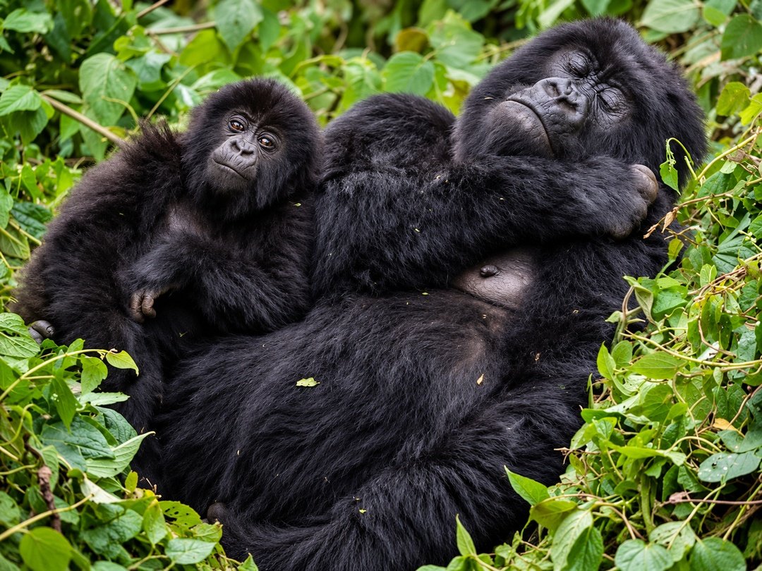 Mishaya Gorilla Family in Rushaga, Bwindi Impenetrable National Park