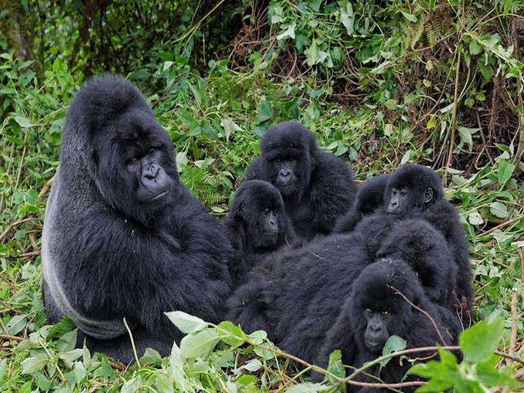 Mucunguzi Gorilla Family in Rushaga, Bwindi Impenetrable National Park