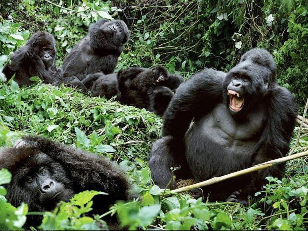 Nshongi Gorilla Family in Rushaga, Bwindi Impenetrable National Park