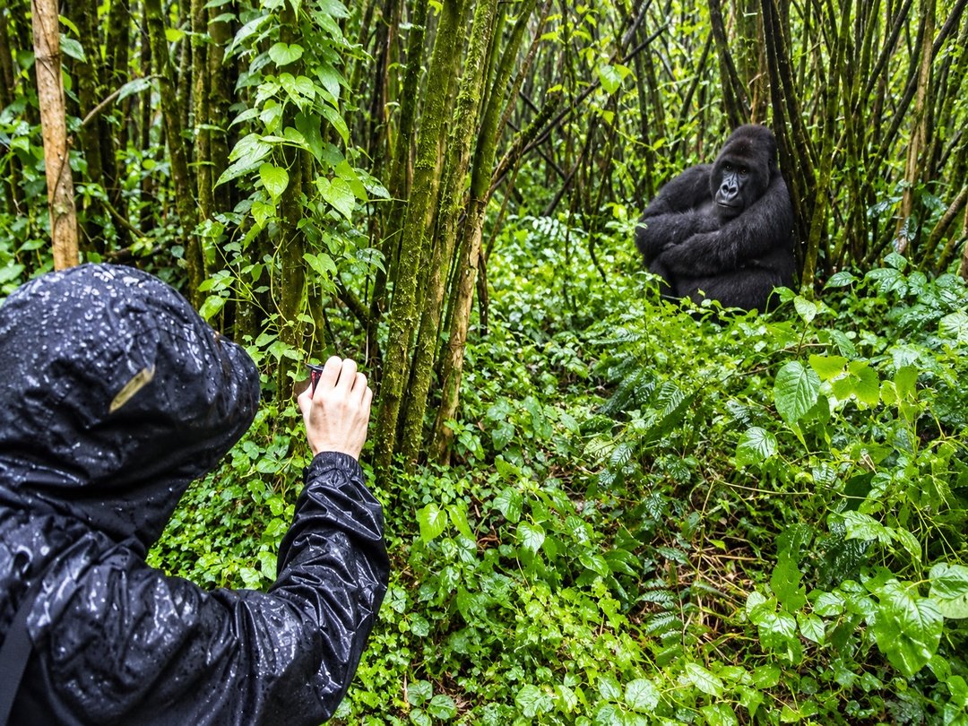 A tourist trekking gorillas in the Rushaga Sector of Bwindi Impenetrable National Park