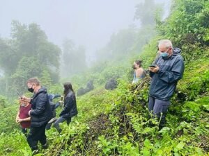 Tourists observing mountain gorillas on a misty forest hillside during a guided gorilla trekking safari.