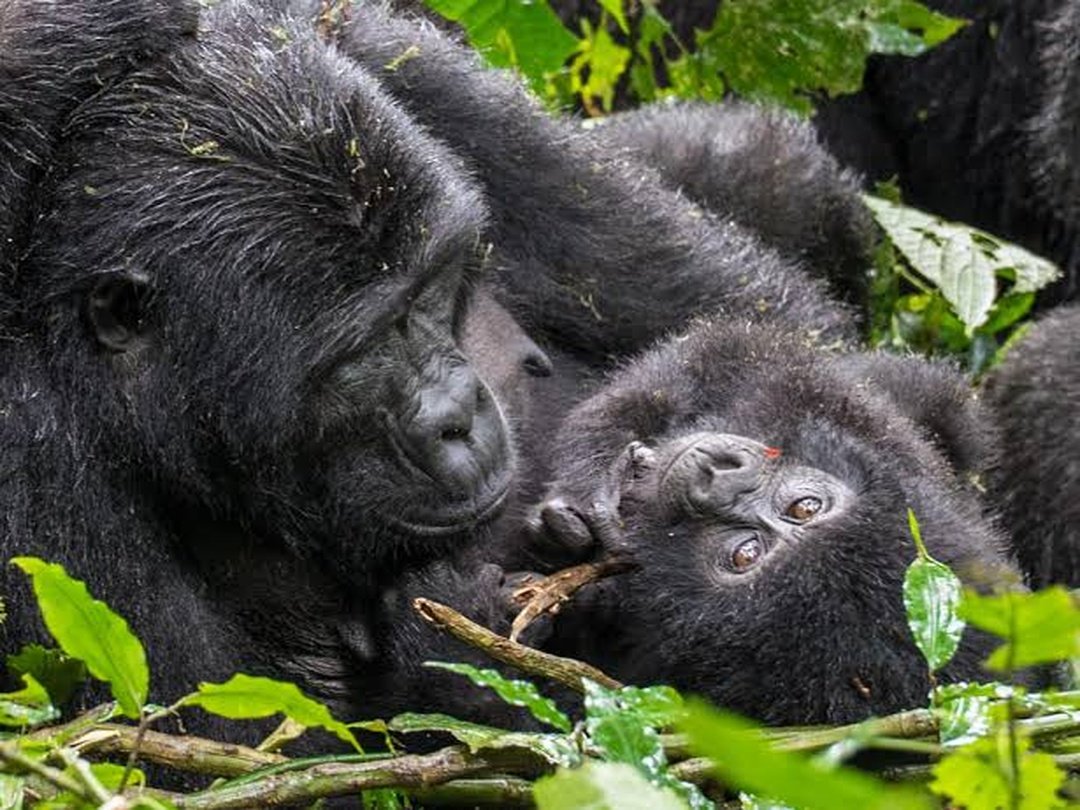 Rwigi Gorilla Family in Rushaga, Bwindi Impenetrable National Park
