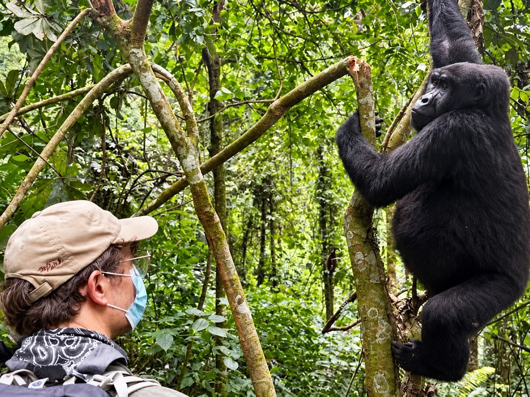 Solo traveller enjoying gorilla trekking in Bwindi Impenetrable National Park, Uganda.