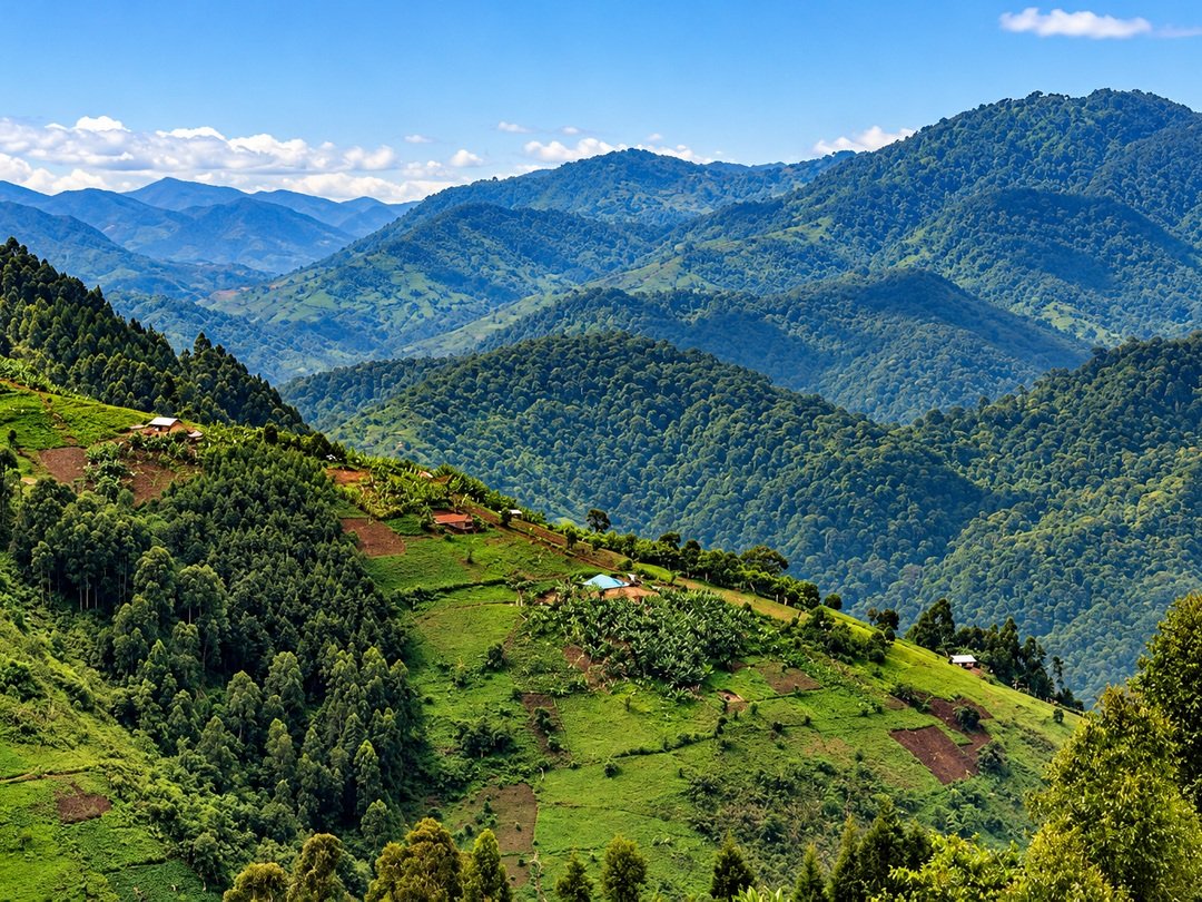 Bwindi Impenetrable National Park, home of endangered mountain gorillas in Uganda
