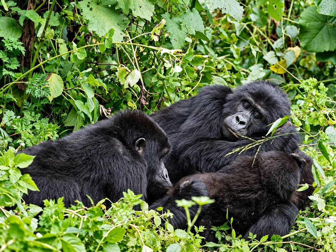 The Bweza Gorilla Family in Rushaga, Bwindi Impenetrable National Park
