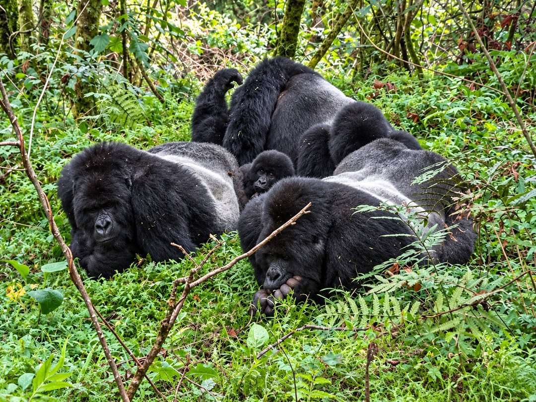 Tindatine Gorilla Family in Rushaga, Bwindi Impenetrable National Park