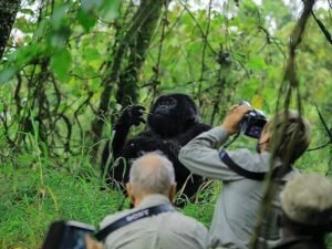 Tourists photographing a mountain gorilla during a guided gorilla trekking experience in Uganda