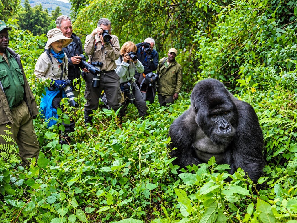 Silverback mountain gorilla surrounded by green forest vegetation as tourists photograph it during a guided gorilla trekking experience.