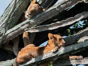 Tree-climbing lions resting in a large tree during our 7 days Group Joining Safari