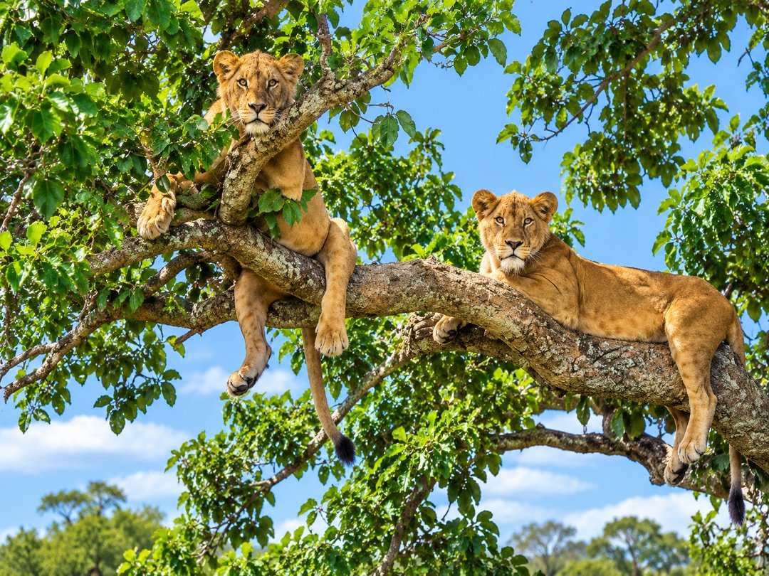 Tree-climbing lions resting in the Ishasha Sector of Queen Elizabeth National Park, Uganda.