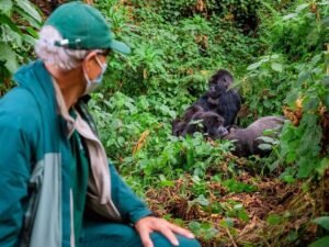 Tourist observing mountain gorillas during gorilla trekking in Bwindi Impenetrable National Park, Uganda