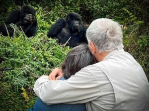 Tourists observing mountain gorillas resting in their natural forest habitat during a Rwanda gorilla trekking safari.