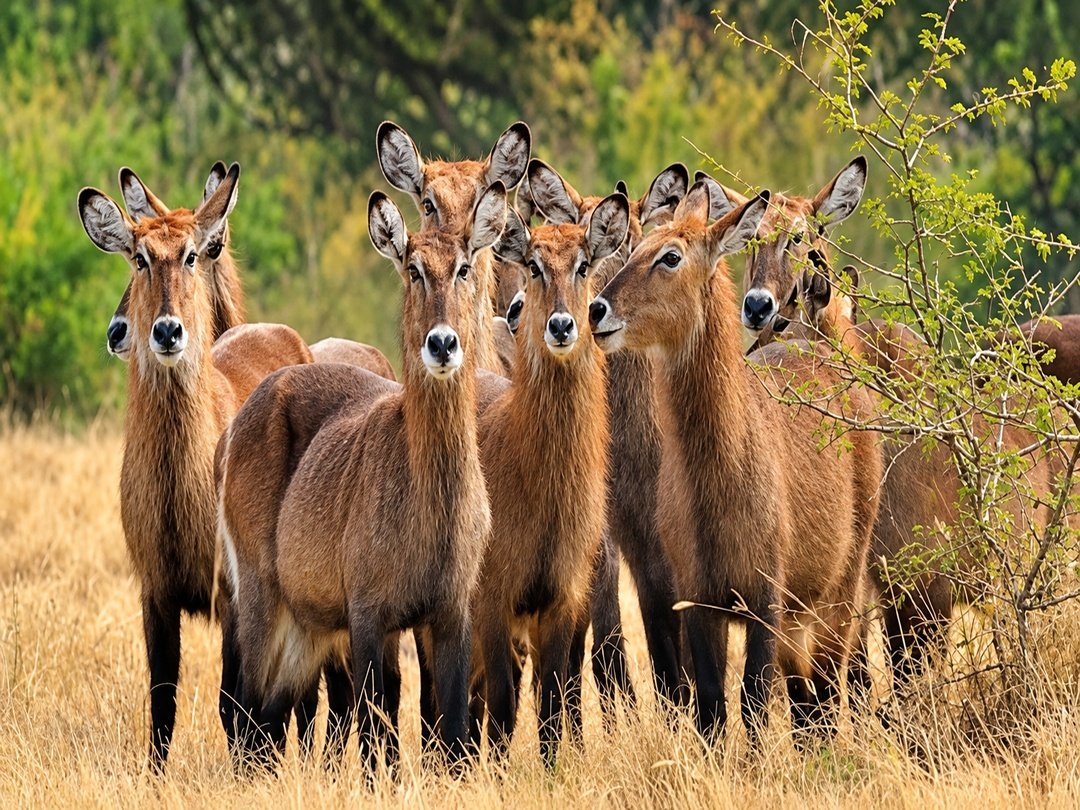 Waterbucks seen during a game drive on the 7 Days Gorilla Habituation and Queen Elizabeth Wildlife Safari in Uganda.