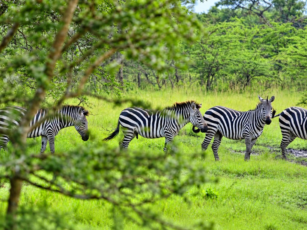 Zebras encountered in Lake Mburo National Park during a game drive on a group joining safari in Uganda.